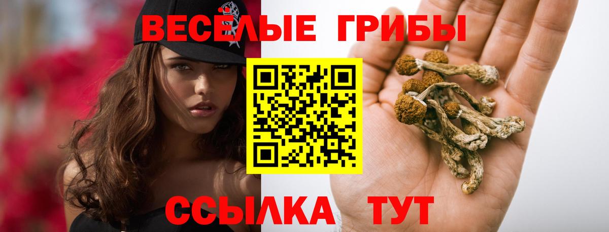 Чистополь  Псилоцибиновые грибы Magic Shrooms  Вход с VPN 